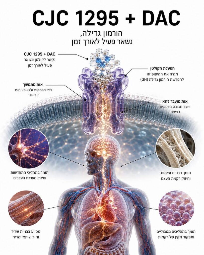 מה זה CJC-1295? מדריך למסלול הורמון הגדילה